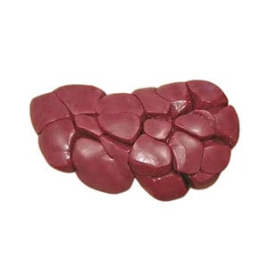 Whole Beef Kidney