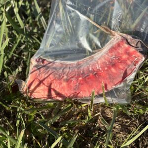 Tripesicle Large Wholesale