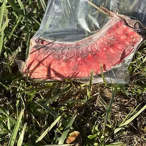 Tripesicle Large Wholesale