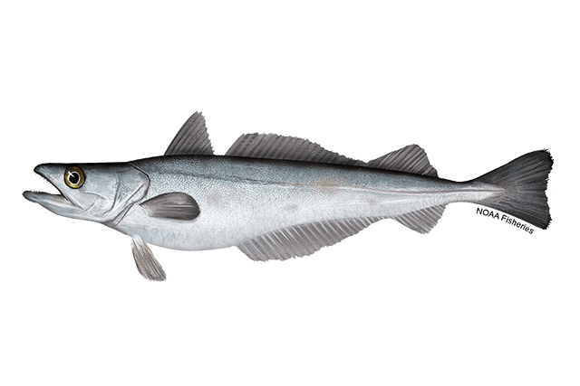Ground Silver Hake(Atlantic Hake)